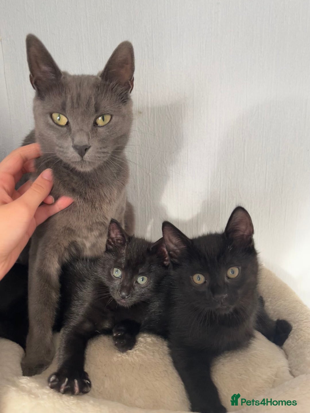 Mixed Breed cats for sale: Russian Blue mix breed kittens  - Image 7