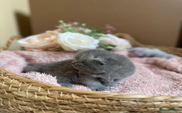 British Shorthair cats for sale: Champion Bloodline British Shorthair Kittens  - Image 5