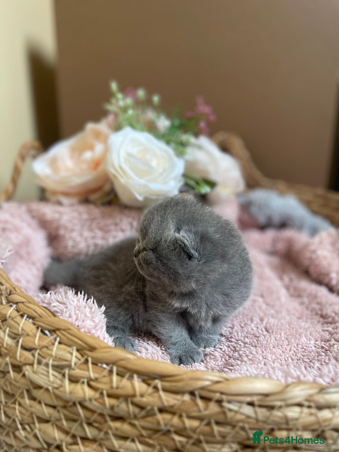 British Shorthair cats for sale: Champion Bloodline British Shorthair Kittens  - Image 5