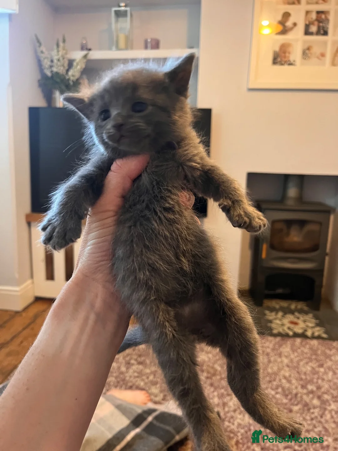 Ragdoll cats for sale: Beautiful Ragdoll cross kittens for sale  - Advert 20