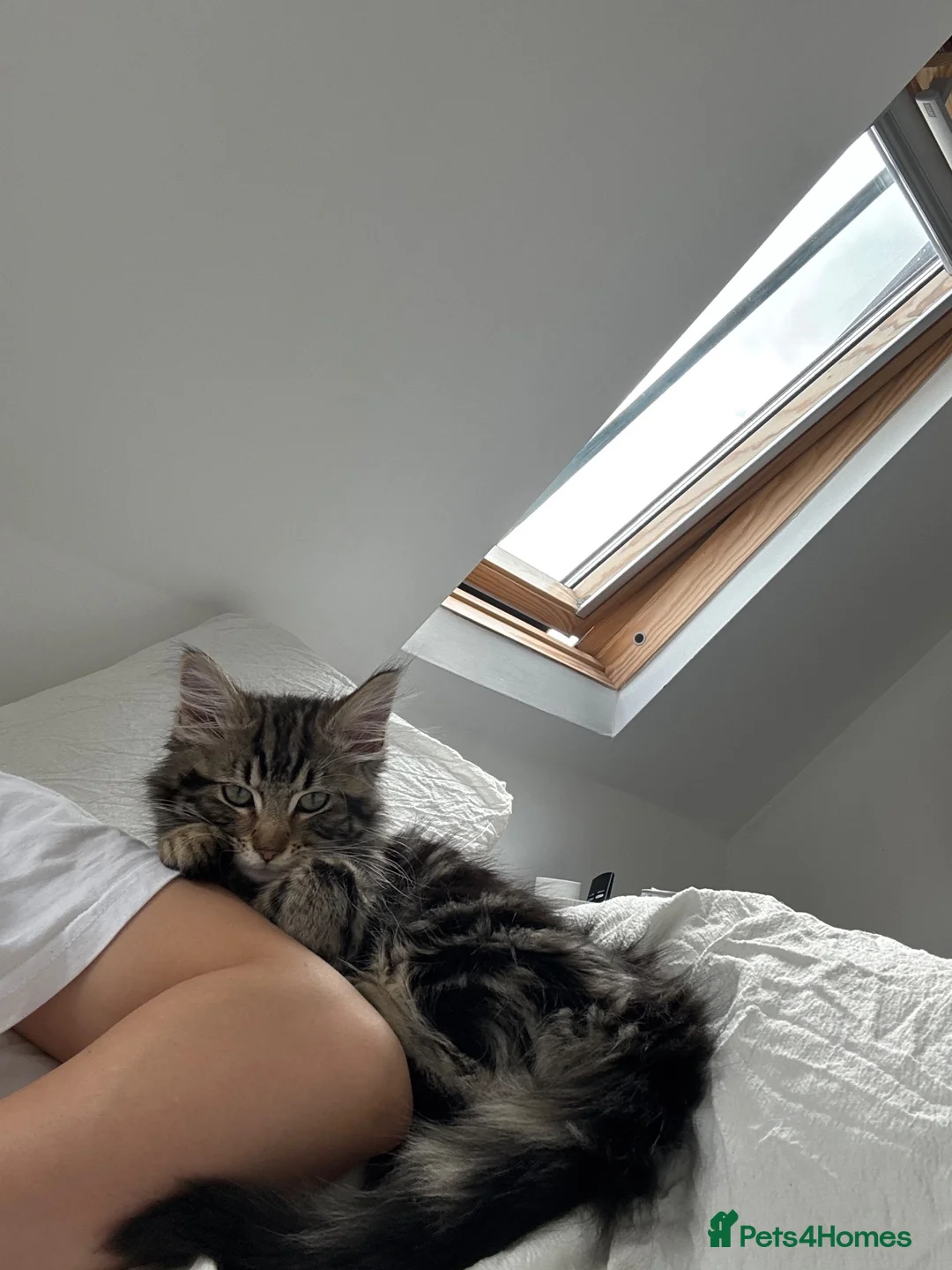 Mixed Breed cats for sale: 6 month old Maine coon/tabby mix in March - Advert 10