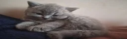 British Shorthair cats for sale: 3 British Shorthair Girls Lilac and Blue - Advert 17