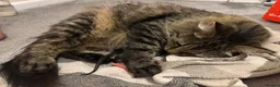 Mixed Breed cats for sale: Kittens ready for loving home 🩷 - Advert 10