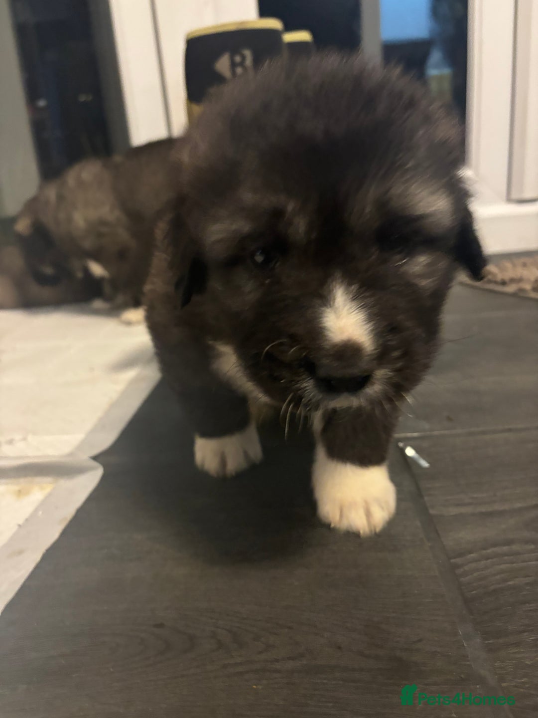 Caucasian Shepherd Dog dogs for sale: Caucasian Shepherds  - Advert 25