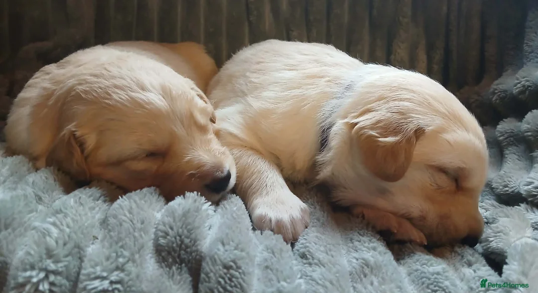 Mixed Breed dogs for sale: Golden shepherds - Advert 24