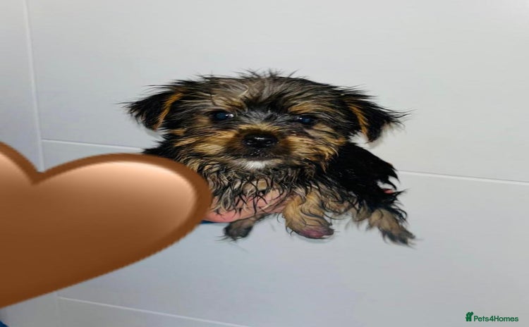 Yorkshire Terrier dogs - Advert 11