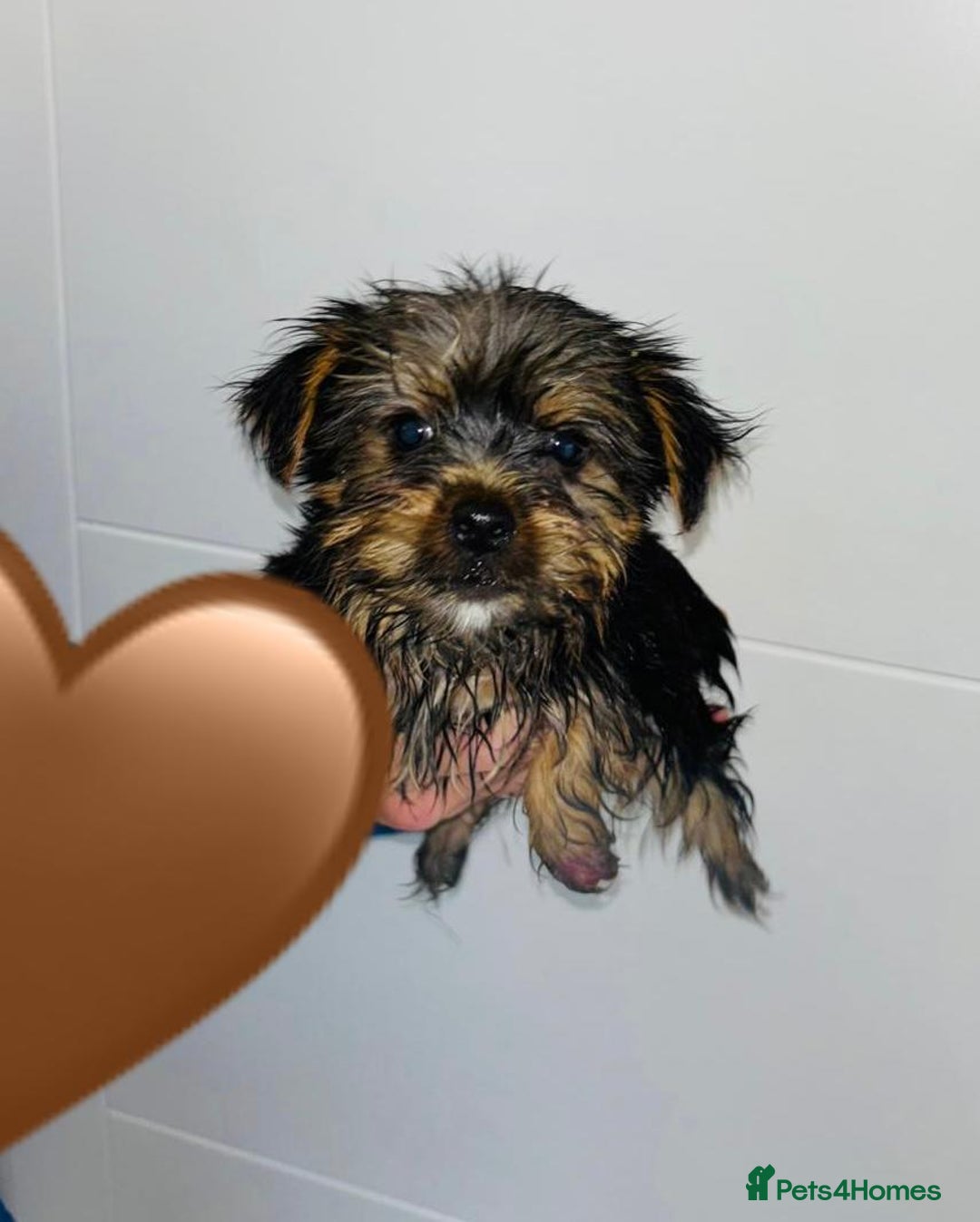 Yorkshire Terrier dogs for sale: Coloured Yorkshire Terrier Puppies  - Image 6