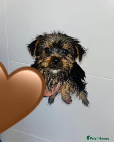 Yorkshire Terrier dogs - Advert 11