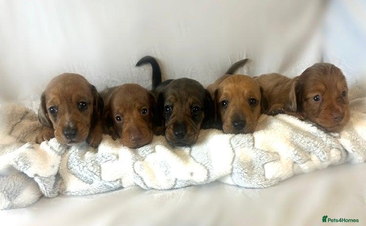 Miniature Dachshund dogs - Advert 9