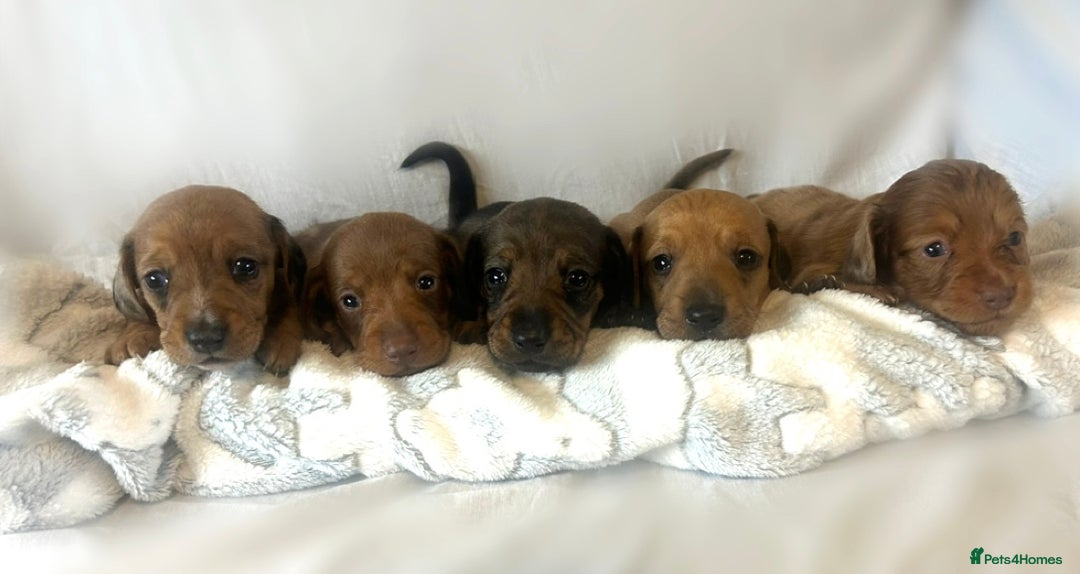Miniature Dachshund dogs for sale: Miniature dachshund puppies  - Image 1