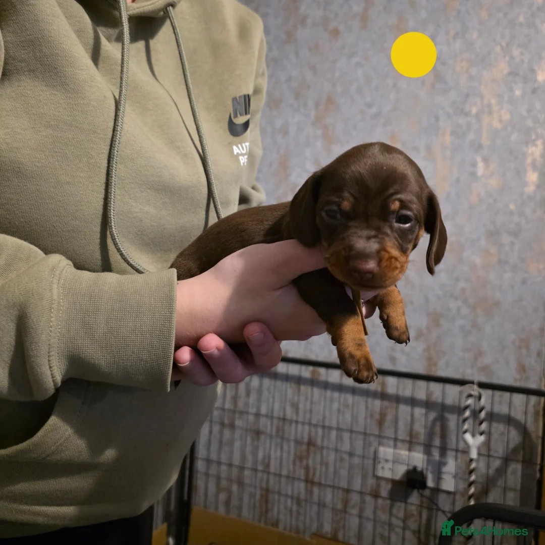 Dachshund dogs for sale: Sassgue dogs 2 of each sex available  - Advert 2
