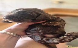 Cocker Spaniel dogs for sale: 🐾 Working Cocker Spaniel Puppies for Sale £800  - Image 28