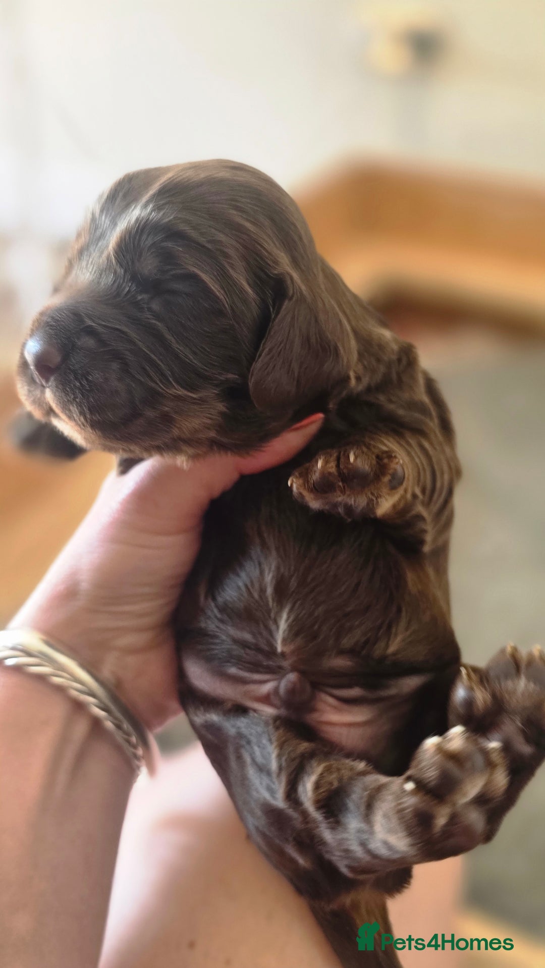 Cocker Spaniel dogs for sale: 🐾 Working Cocker Spaniel Puppies for Sale £800  - Image 28