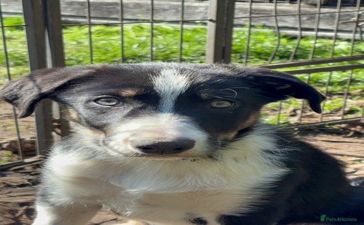 Border Collie dogs - Advert 2