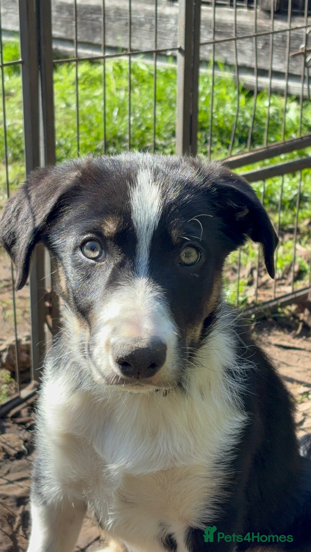 Border Collie dogs for sale: Border collie puppies ** Ready to Leave ** - Image 23