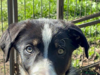 Border Collie dogs - Advert 20