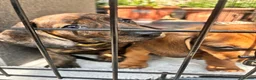 Miniature Dachshund dogs for sale: dachshund puppies UNIQUE fur patterns - Advert 13