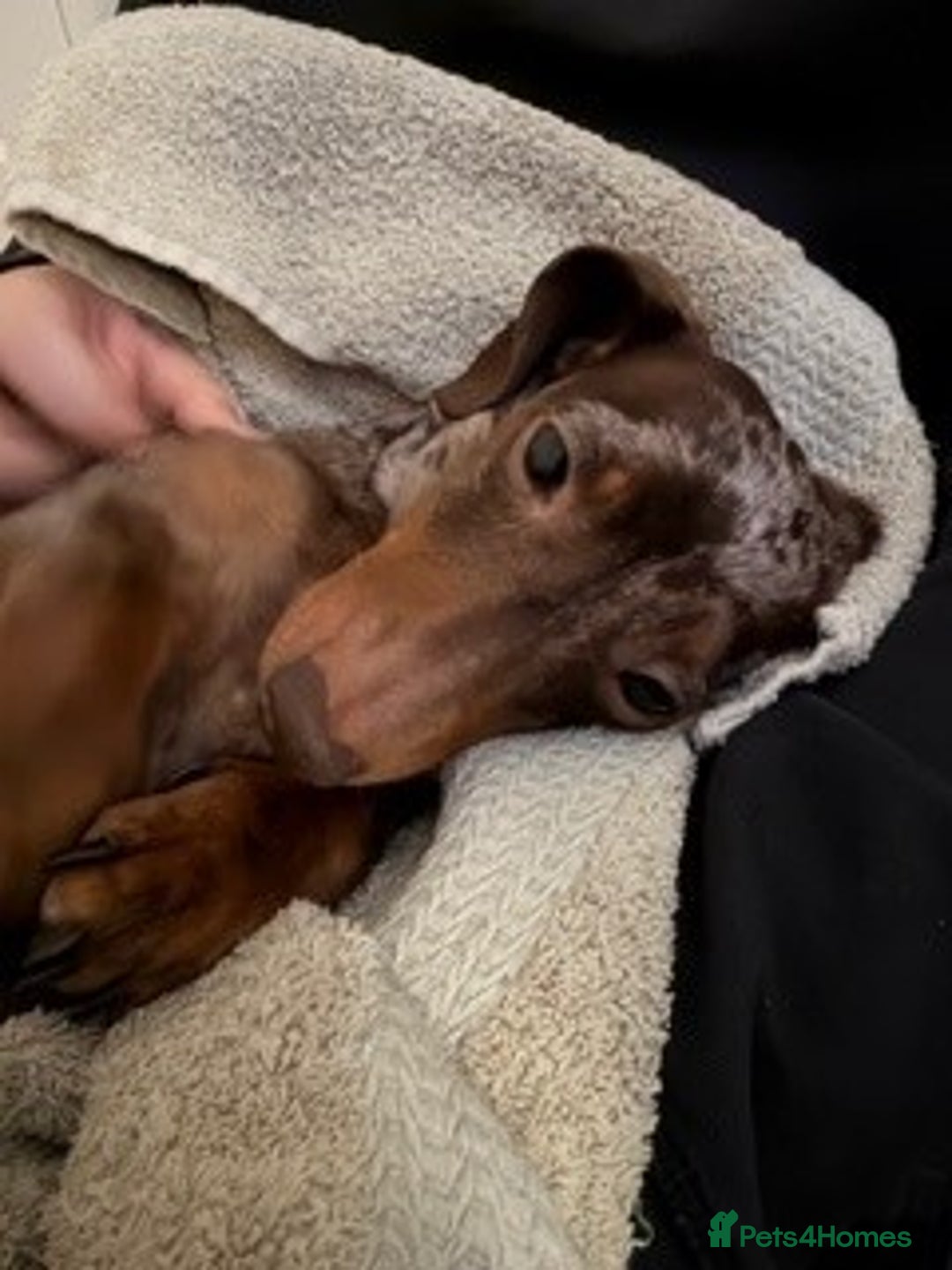 Miniature Dachshund dogs for sale: Chocolate Dapple Female 4 years old - Advert 2
