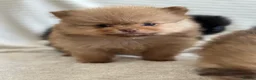 Pomeranian dogs for sale: READY TO GO🩵🐻2 stunning KC Pomeranian puppies🐻 - Advert 29