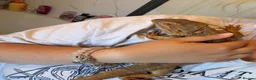 Bearded Dragon reptiles for sale: Female bearded dragon  - Advert 8