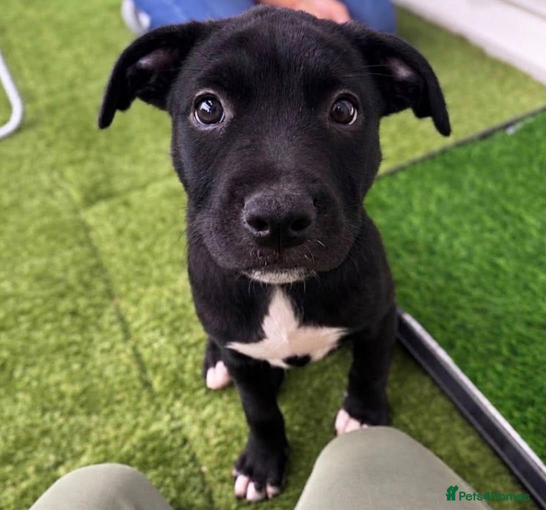 Mixed Breed dogs 🐾 Beautiful Nova is looking for her forever home  - Advert 1