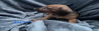 Jackshund 6