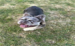 French Bulldog dogs for stud: Mr Fluffy son of Don Corleone  - Image 8