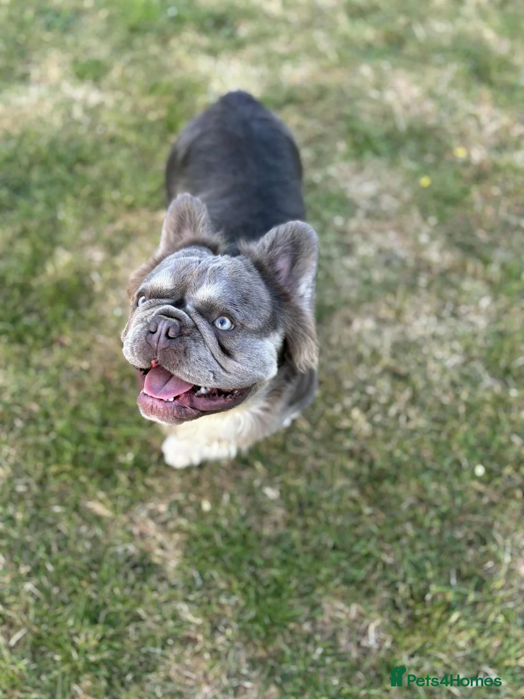 French Bulldog dogs for stud: Mr Fluffy son of Don Corleone  - Advert 8