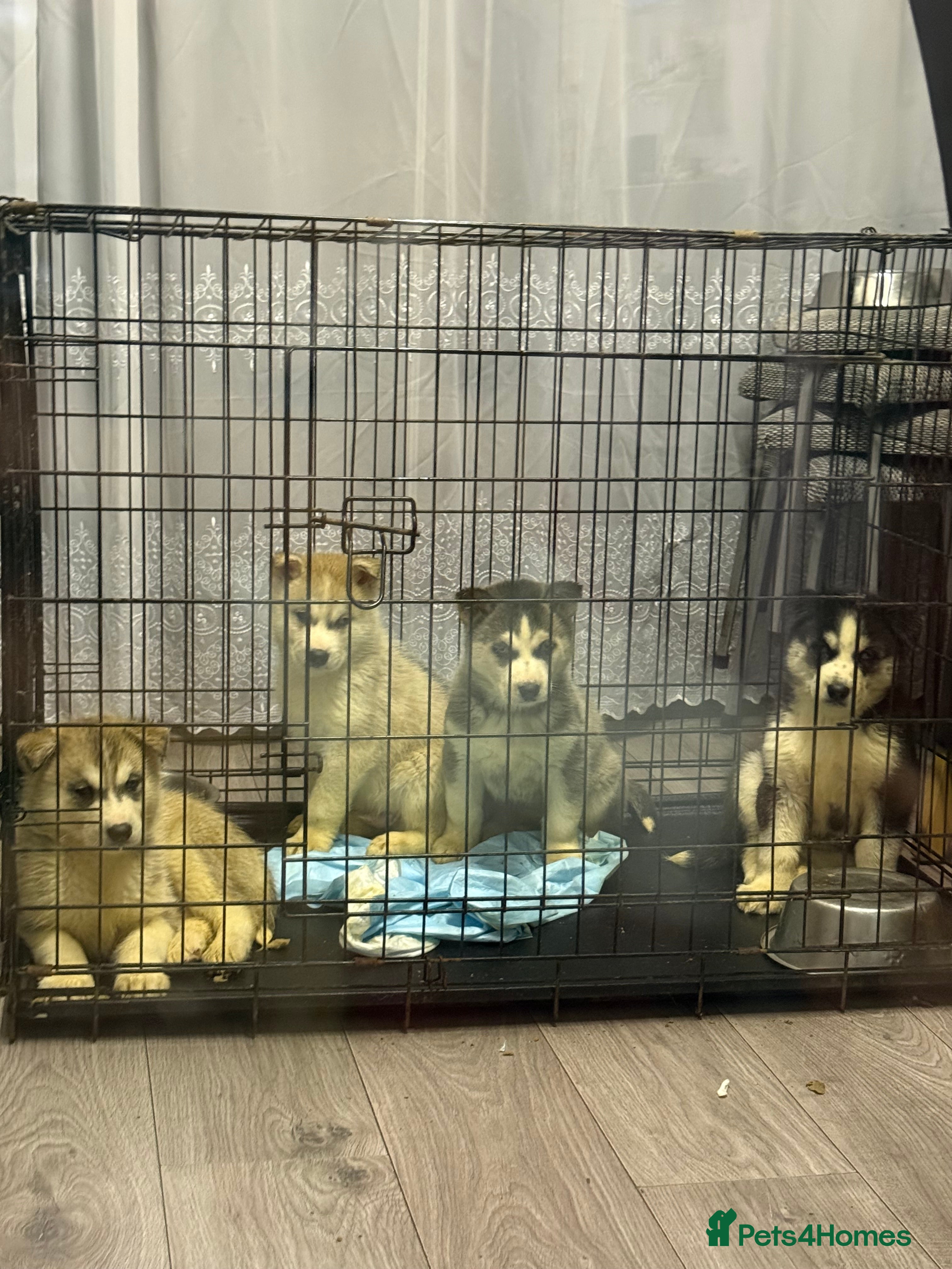 Siberian Husky dogs Puppies Siberian Huskies  - Advert 2