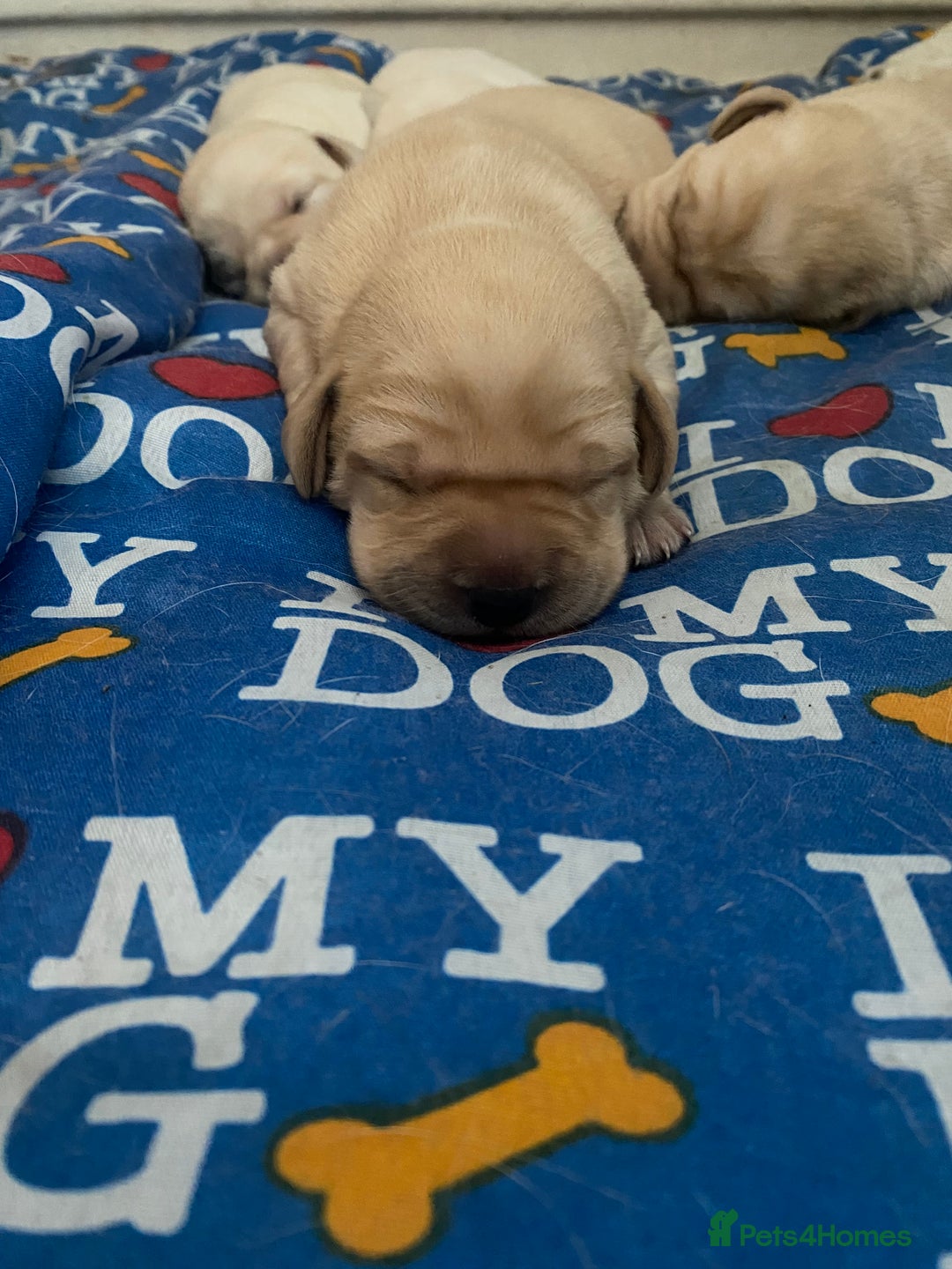 Labrador Retriever dogs for sale: Labrador puppies  - Image 3