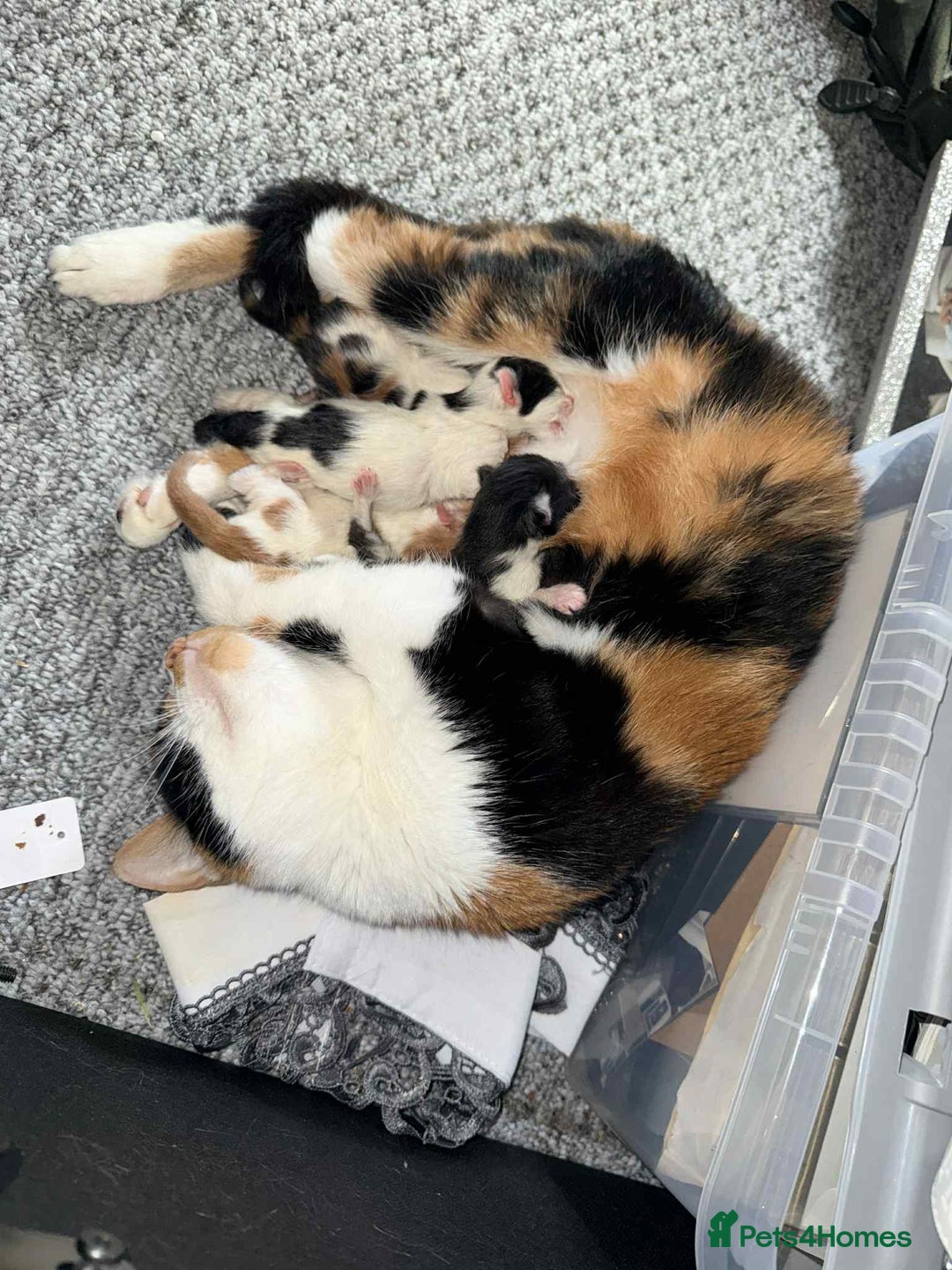 Mixed Breed cats for sale: 4 Stunning kittens  - Advert 2