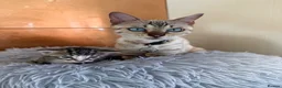 Bengal cats for sale: Beautiful half Bengal kittens - Advert 10