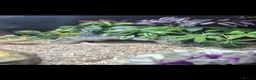 Snake reptiles for sale: Western Hognose snake - Advert 5
