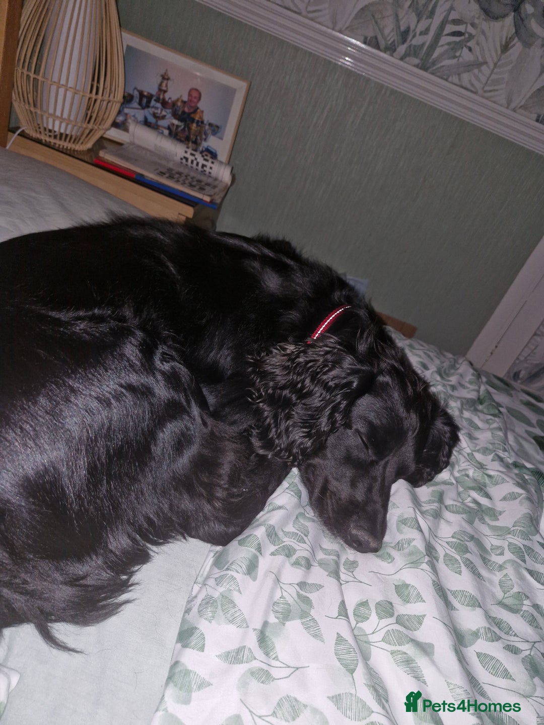 Gallery Image {{count}}