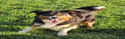 Mixed Breed dogs for sale: Handsome Black/white and brown/white boy puppies - Advert 9