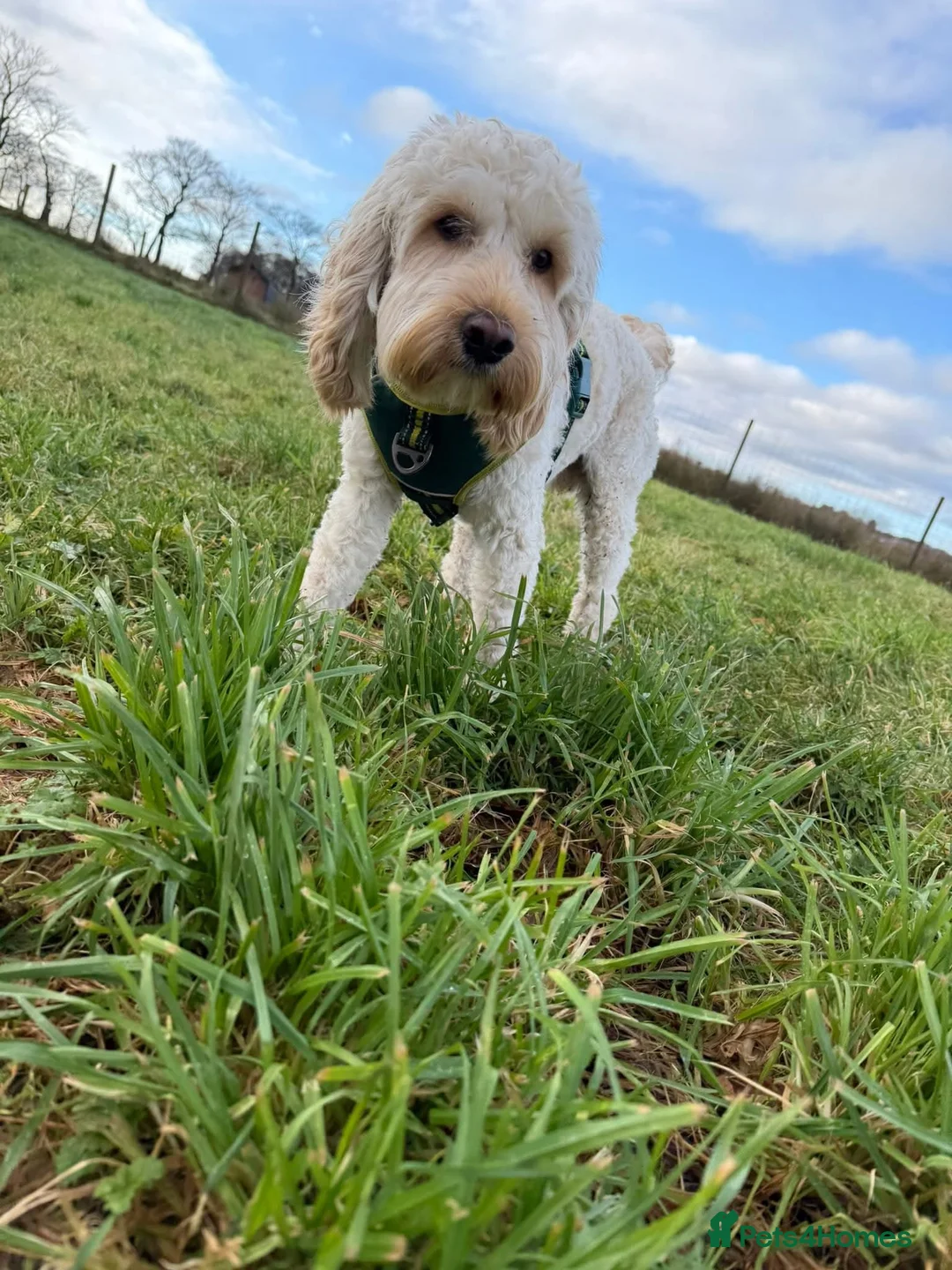 Cockapoo dogs for stud: Cockapoo for stud  - Advert 4