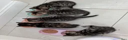 Siberian cats for sale: Adorable Siberian Kittens  - Advert 7