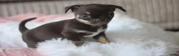 Chihuahua dogs for sale: OUTSTANDING QUALITY KC REG CHIHUAHUA PUPPIES 🐶🤎 - Advert 11