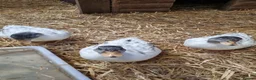 Ducks poultry for sale: Silver Call duckling trio - Advert 3