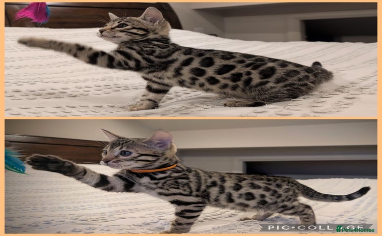 Bengal cats - Advert 9