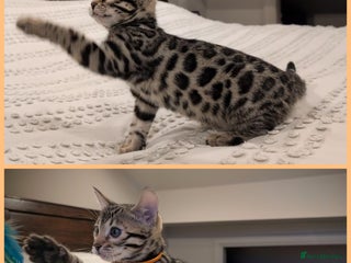 Bengal cats 🖤🤎 Gorgeous Bengal Kittens 🤎🖤 - Advert 14