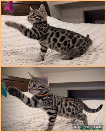 Bengal cats - Advert 9