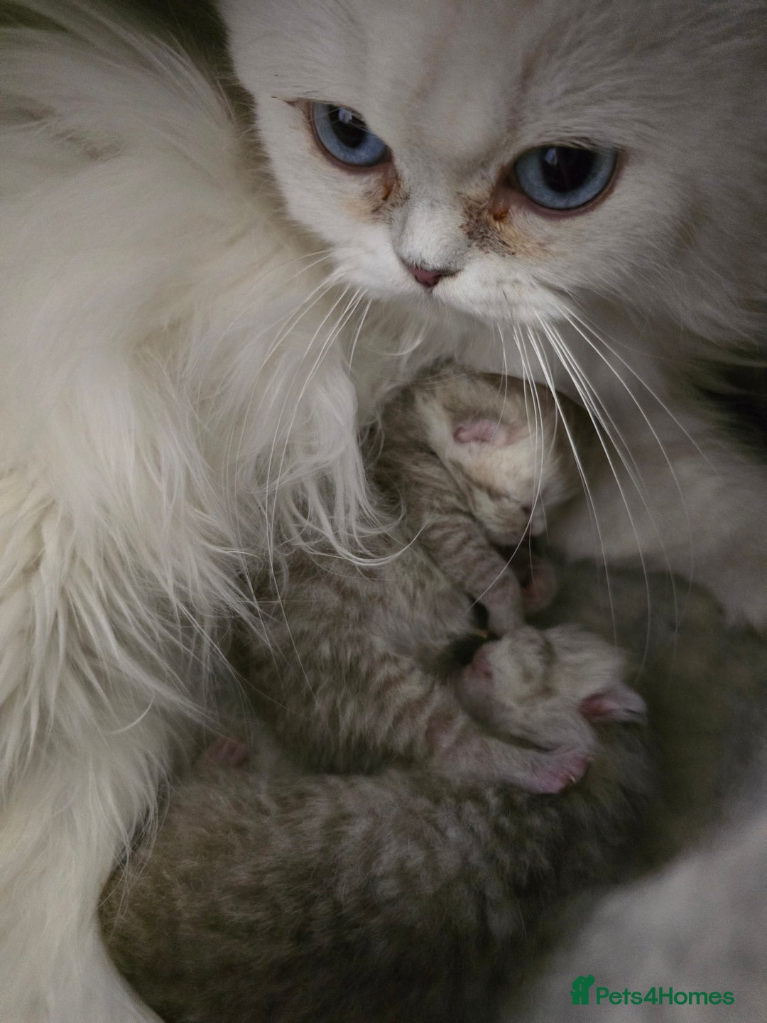 Scottish Fold cats for sale: 🐾Scottish Fold/Scottish Straight Kittens for Sale - Advert 17