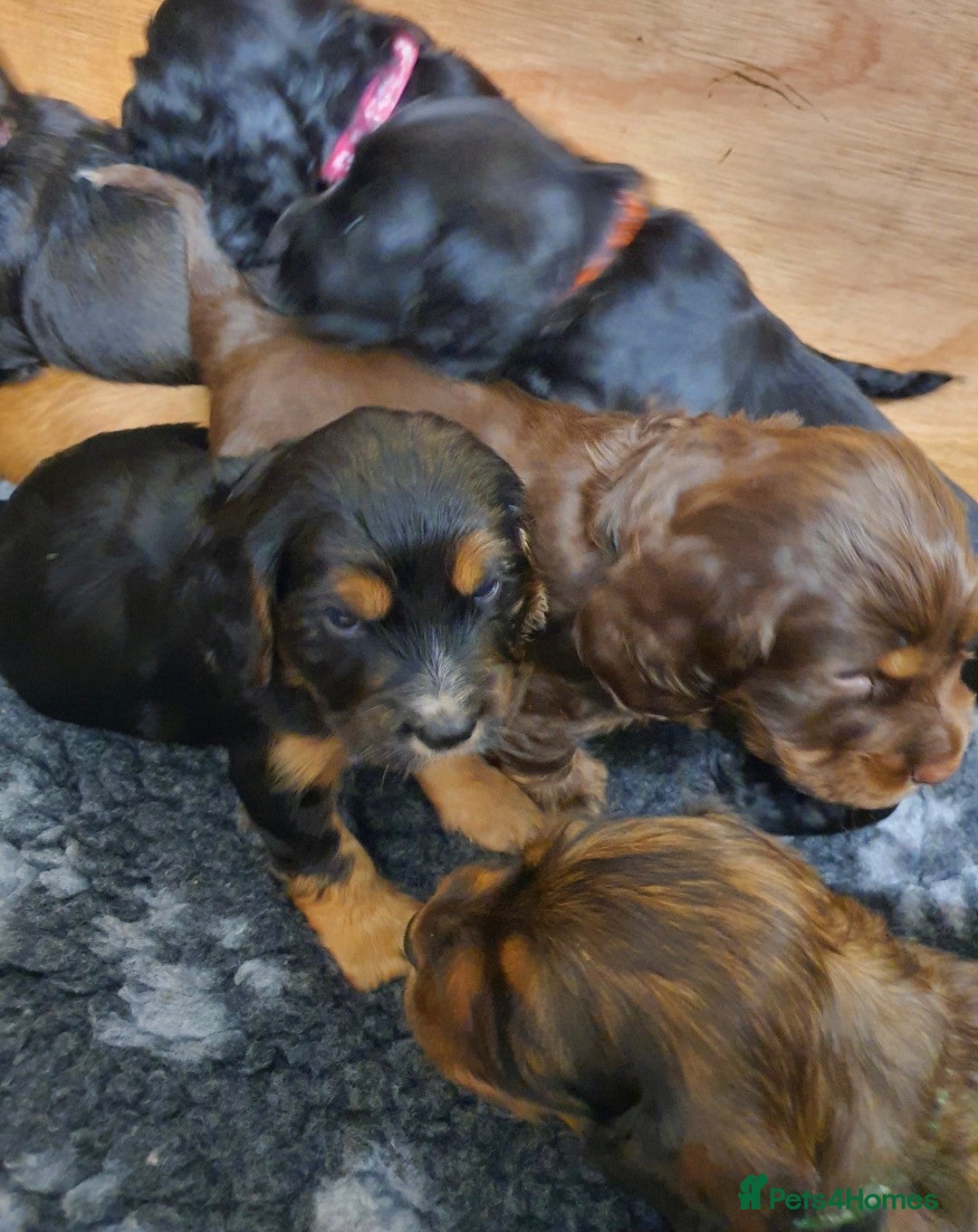 Cocker Spaniel dogs for sale: Litter of gorgeous cocker spaniel puppies  - Advert 4