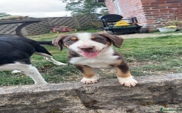 Mixed Breed dogs - Advert 7