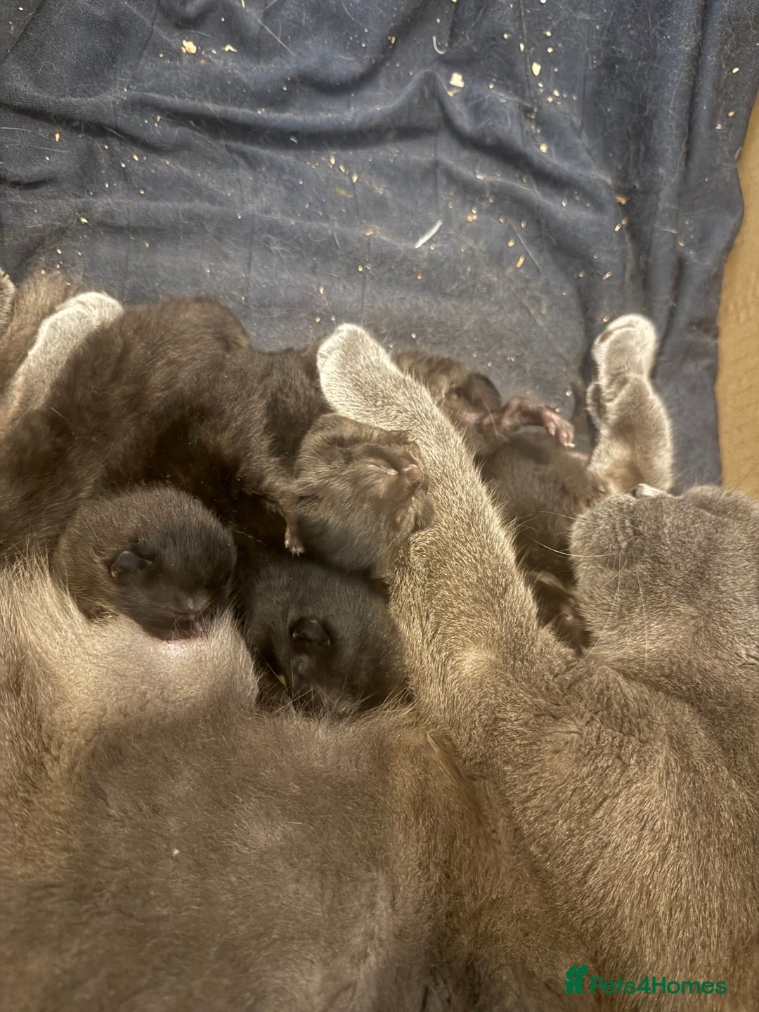 Mixed Breed cats for sale: Adorable fluffy kittens ready for loving home - Advert 3