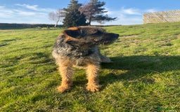 Border Terrier dogs for stud: Benji, boarder terrier stud dog  - Image 4