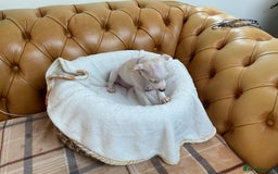 Italian Greyhound dogs for sale: Gorgeous Italian greyhound puppies  - Image 8