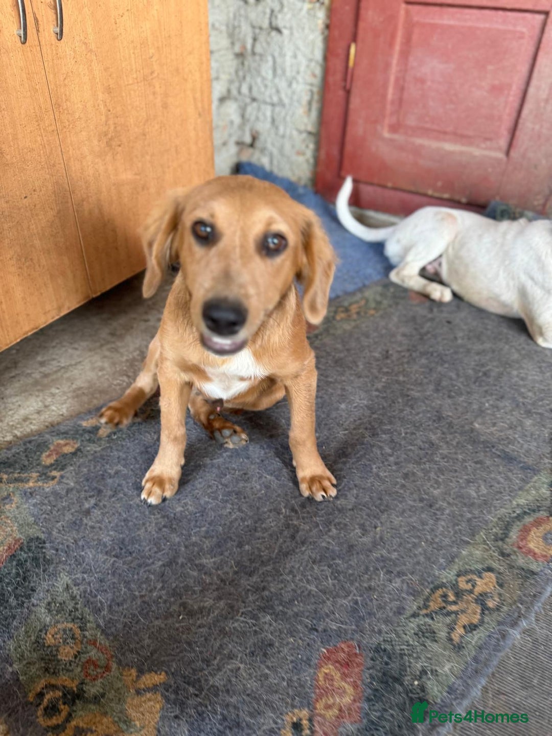 Mixed Breed dogs for adoption: THEO - a Superb Puppy Boy, for a Loving Home - Image 2