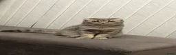 Scottish Fold cats for sale: Stunning Scottish Fold  - Advert 3